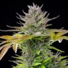 Buy AMG (Amnesia Mac Ganja) Feminized Seeds by Royal Queen Seeds in America - Image 2