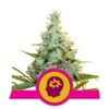 Buy AMG (Amnesia Mac Ganja) Feminized Seeds by Royal Queen Seeds in America