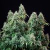Buy Amnesia Haze Auto Feminized Seeds by Royal Queen Seeds in America - Image 2