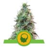 Buy Amnesia Haze Auto Feminized Seeds by Royal Queen Seeds in America