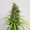 Buy Amnesia Haze Regular Seeds by Royal Queen Seeds in America - Image 2