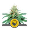 Buy Amnesia Haze Regular Seeds by Royal Queen Seeds in America