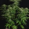Apollo F1 Auto Feminized Seeds