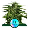 Apollo F1 Auto Feminized Seeds