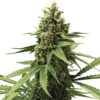 Apple Fritter Feminized Seeds