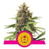 Apple Fritter Feminized Seeds