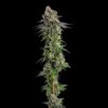 A.B. Parfait Feminized Seeds