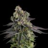 A.B. Parfait Feminized Seeds