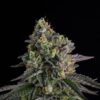 A.B. Parfait Feminized Seeds