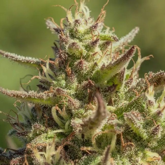 Chingona FAST Feminized Seeds