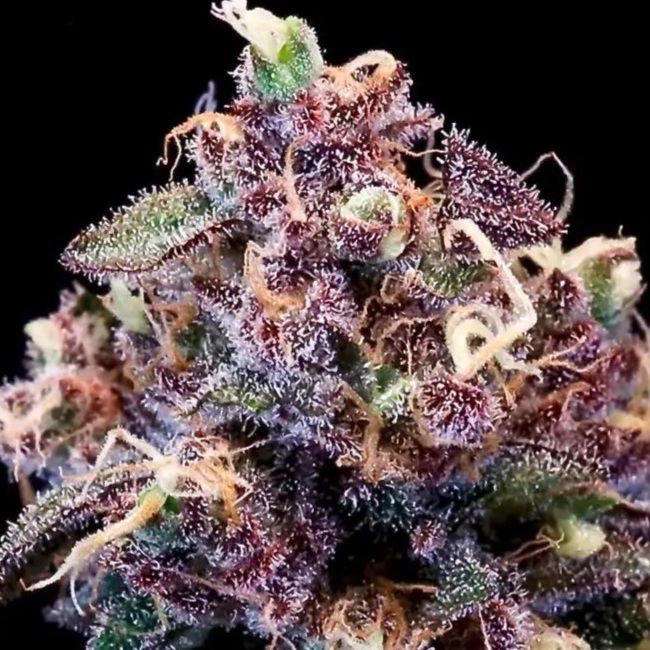 Berry Pie FAST Feminized Seeds
