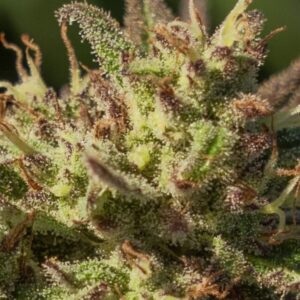 Neon Cowgirl FAST Feminized Seeds