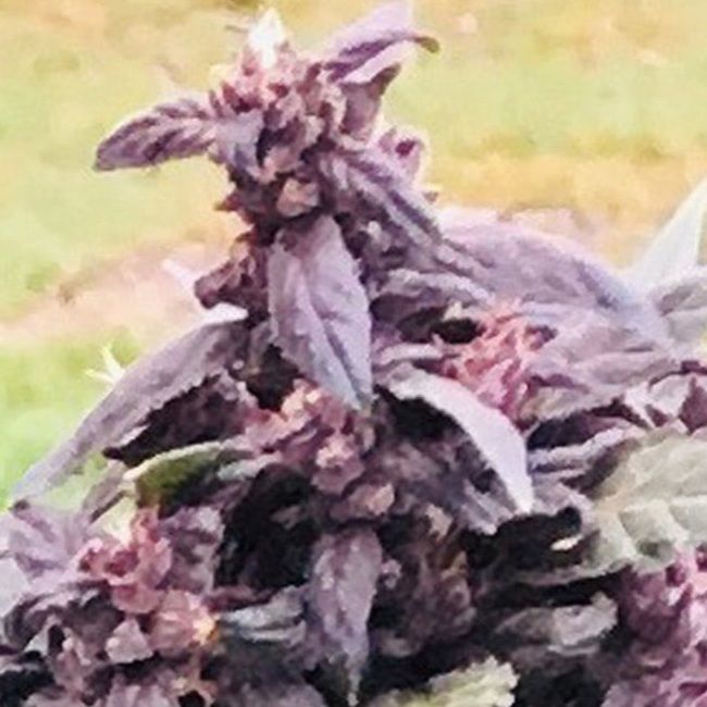 Purple Star CBD Auto Feminized Seeds