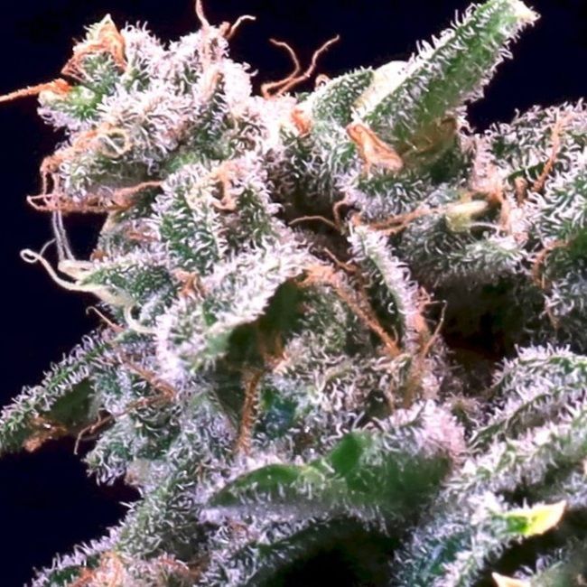 Buy Banana Cream Jealousy Feminized Seeds by Atlas Seed in America ...