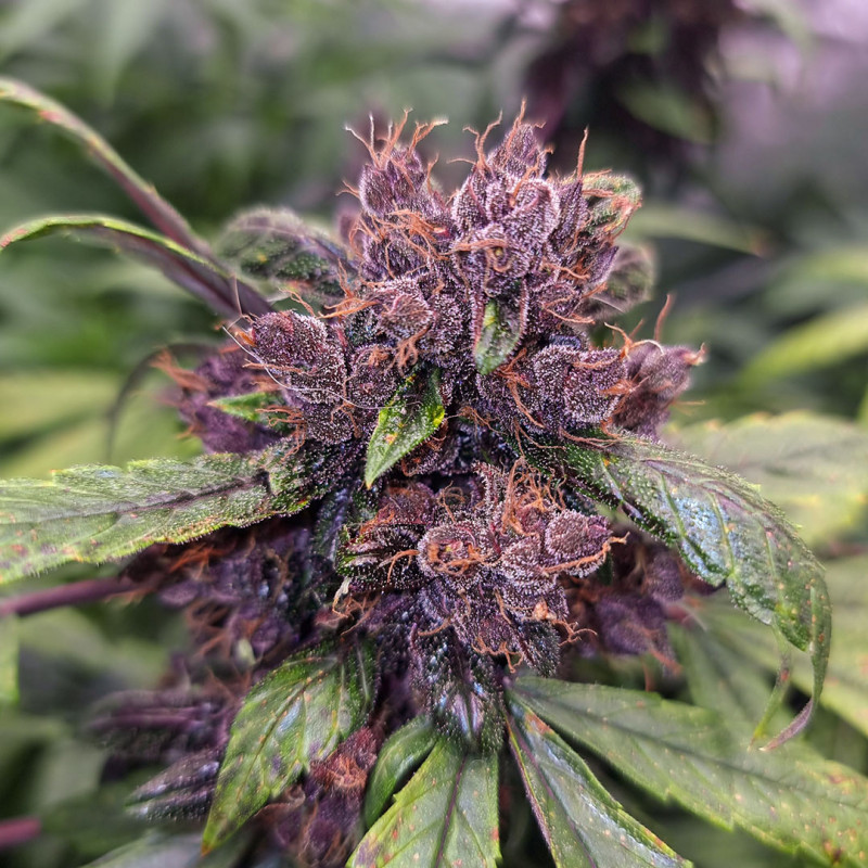 Buy Forbidden Cherry Auto Feminized Seeds by Dutch Passion in America ...