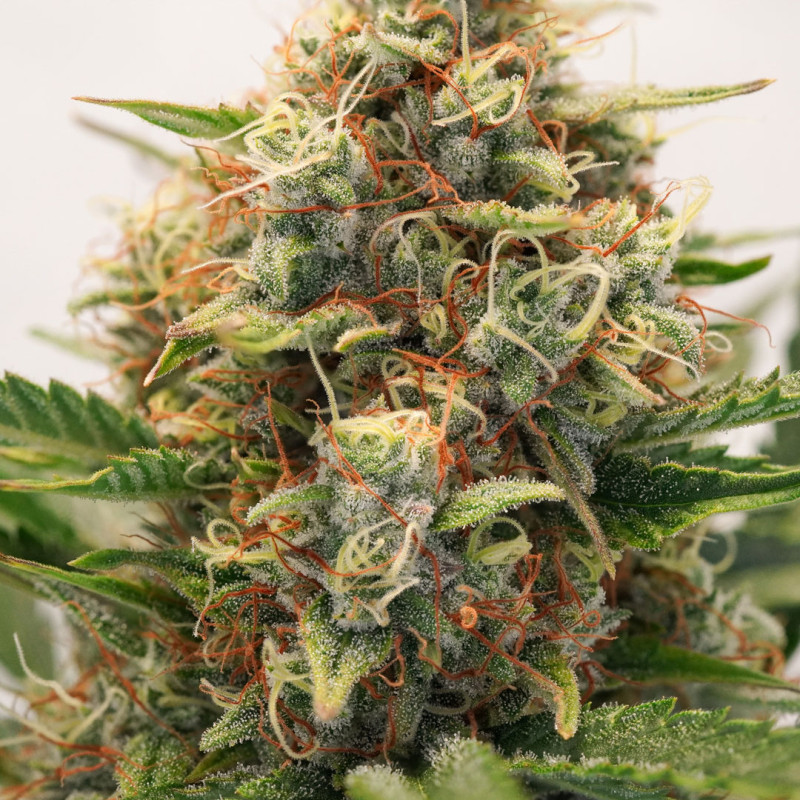 Buy Mac #1 Auto Feminized Seeds By Dutch Passion In America - Stellar Seeds