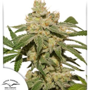 Oh My Gusher Auto Feminized Seeds