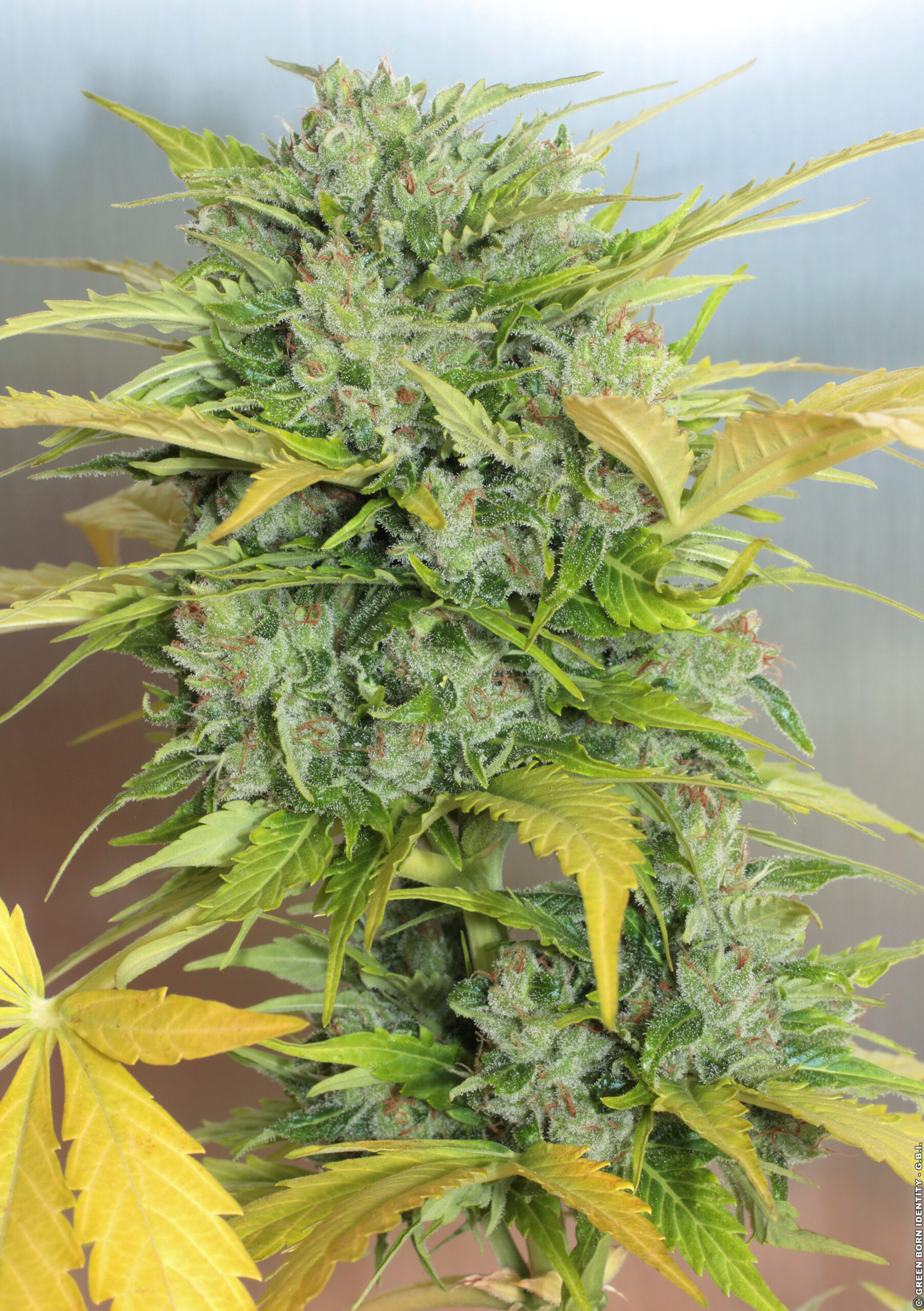AK-47 Auto Feminized Seeds