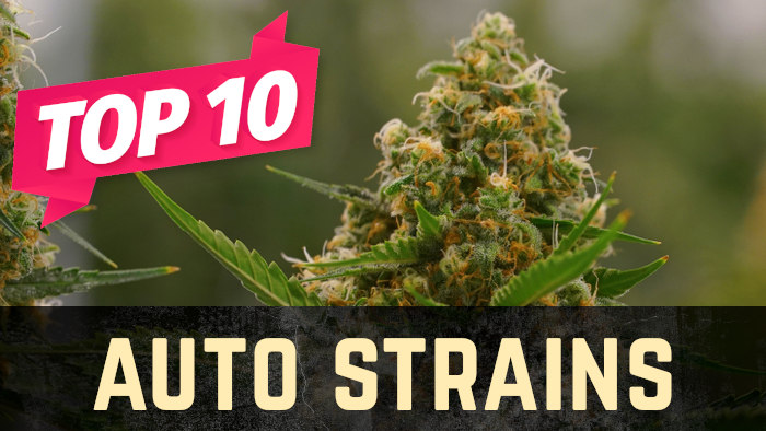 Top 10 Autoflower Weed Strains