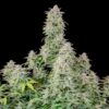 Buy Forbidden Runtz Auto Feminized Seeds by FastBuds in America - Image 3