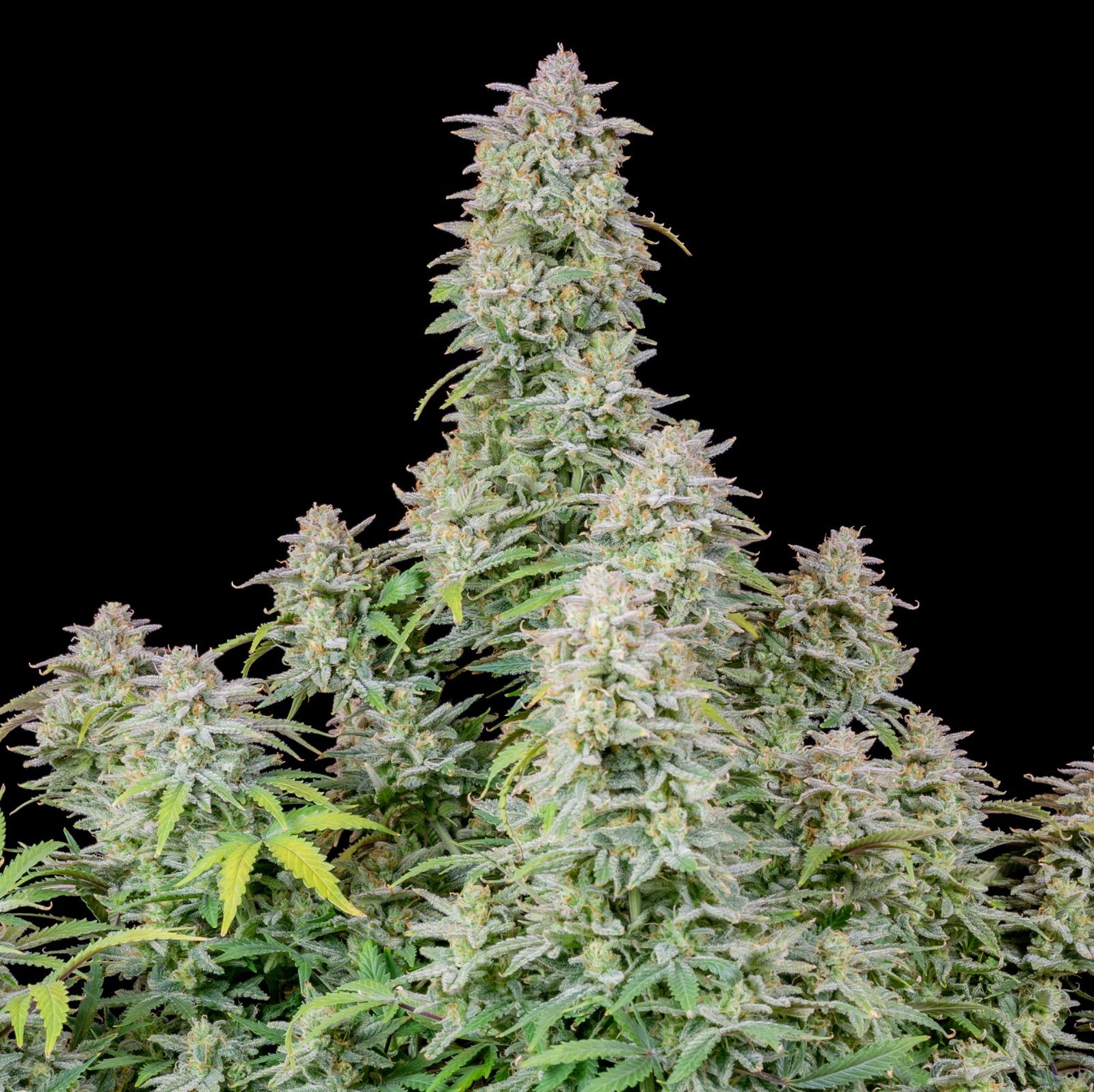 Buy Forbidden Runtz Auto Feminized Seeds by FastBuds in America - Image 3