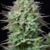 Buy Kosher Cake Auto Feminized Seeds by FastBuds in America - Image 4