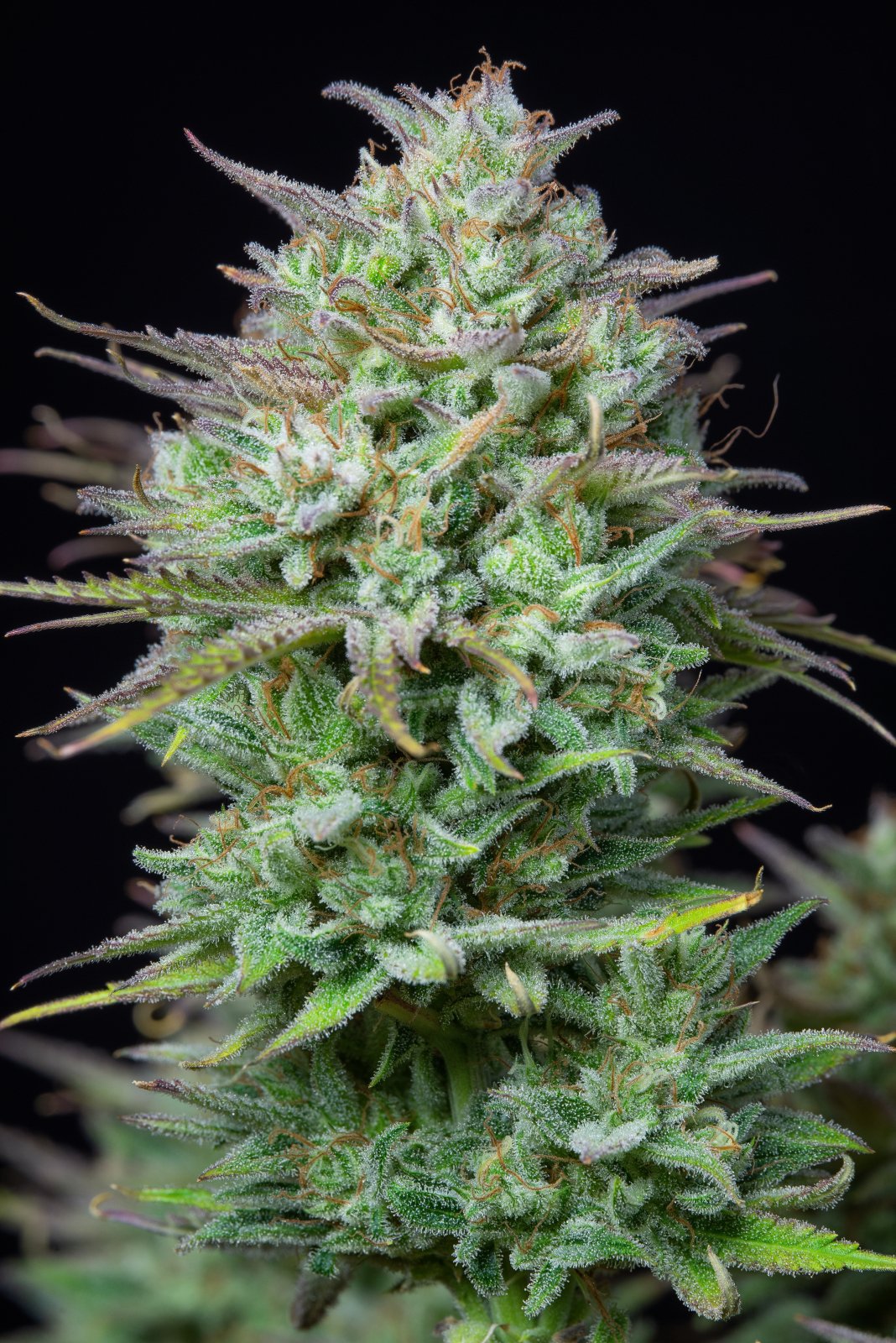 Buy Kosher Cake Auto Feminized Seeds by FastBuds in America - Image 4