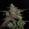 Buy Lemon AK Auto Feminized Seeds by FastBuds in America - Image 4