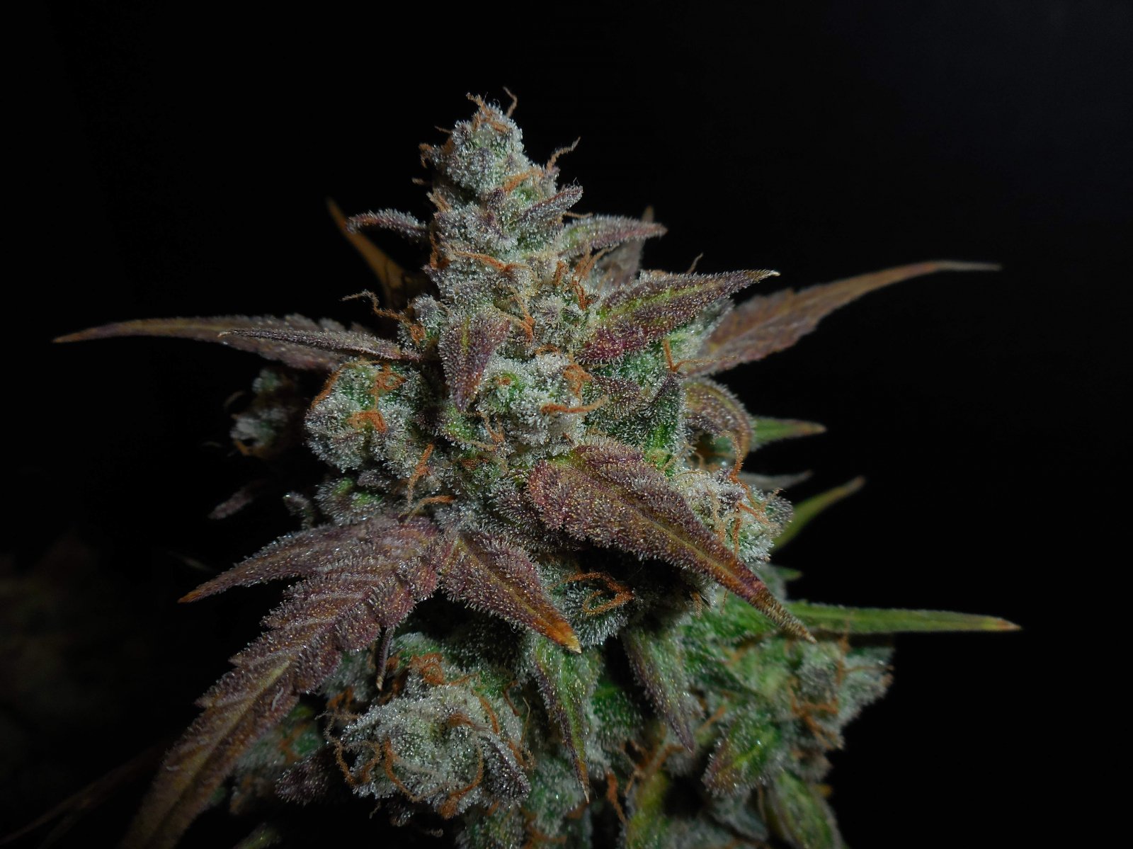 Buy Lemon AK Auto Feminized Seeds by FastBuds in America - Image 4