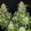 Buy Zkittlez Auto Feminized Seeds by FastBuds in America - Image 2