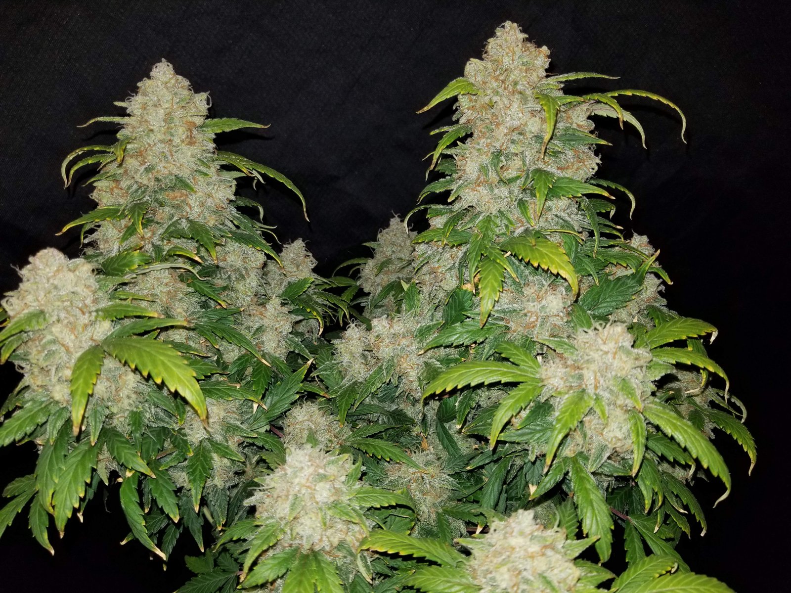 Buy Zkittlez Auto Feminized Seeds by FastBuds in America - Image 2