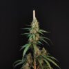 Buy Original Cheese Auto Feminized Seeds by FastBuds in America - Image 3