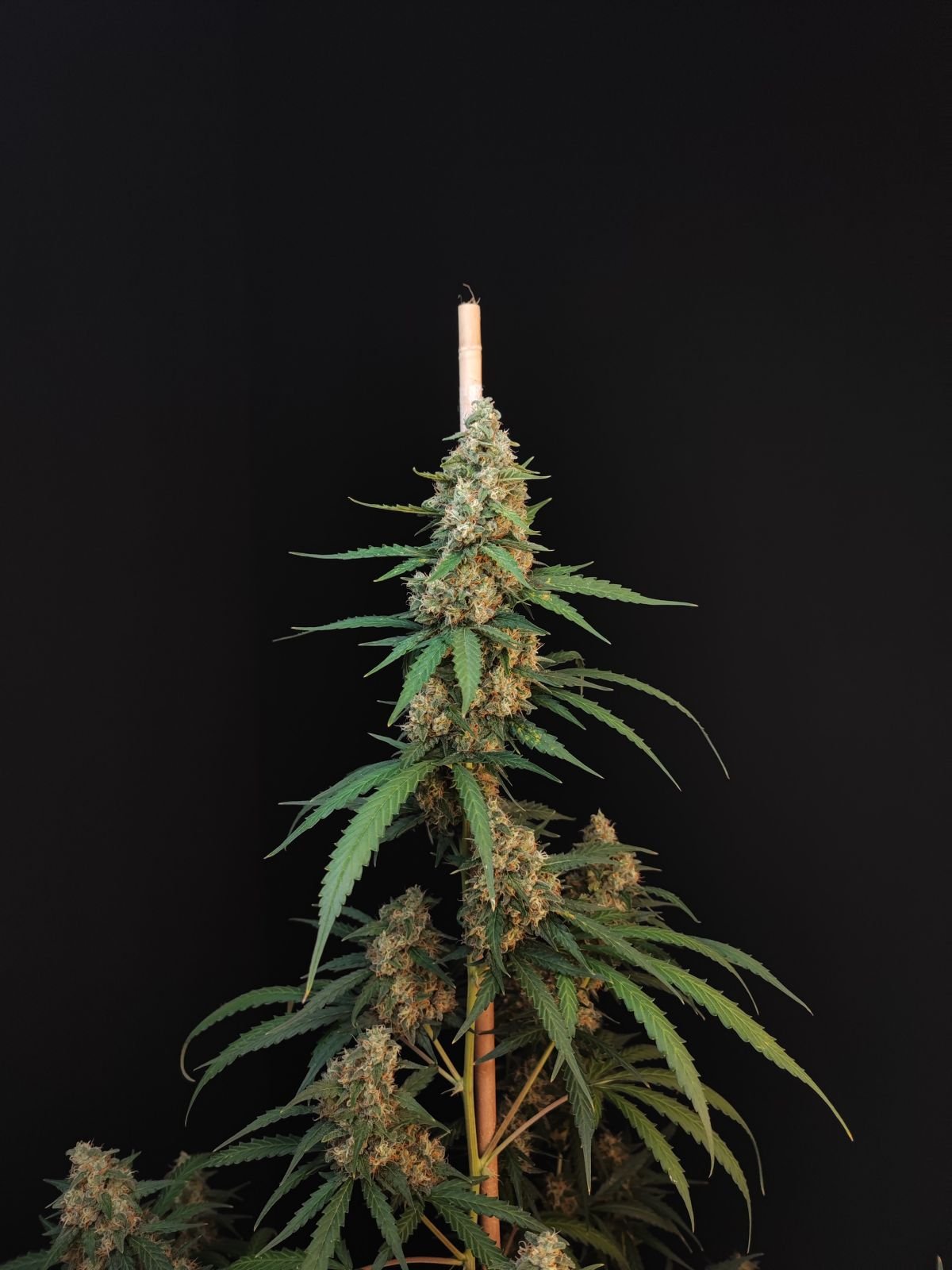 Buy Original Cheese Auto Feminized Seeds by FastBuds in America - Image 3