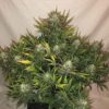 Buy Gorilla Glue Auto Feminized Seeds by FastBuds in America - Image 4