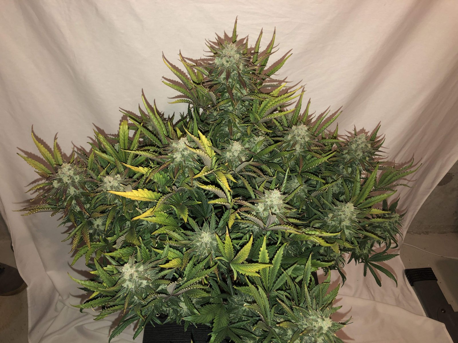 Buy Gorilla Glue Auto Feminized Seeds by FastBuds in America - Image 4
