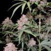 Buy Amnesia Zkittlez Auto Feminized Seeds by FastBuds in America - Image 3