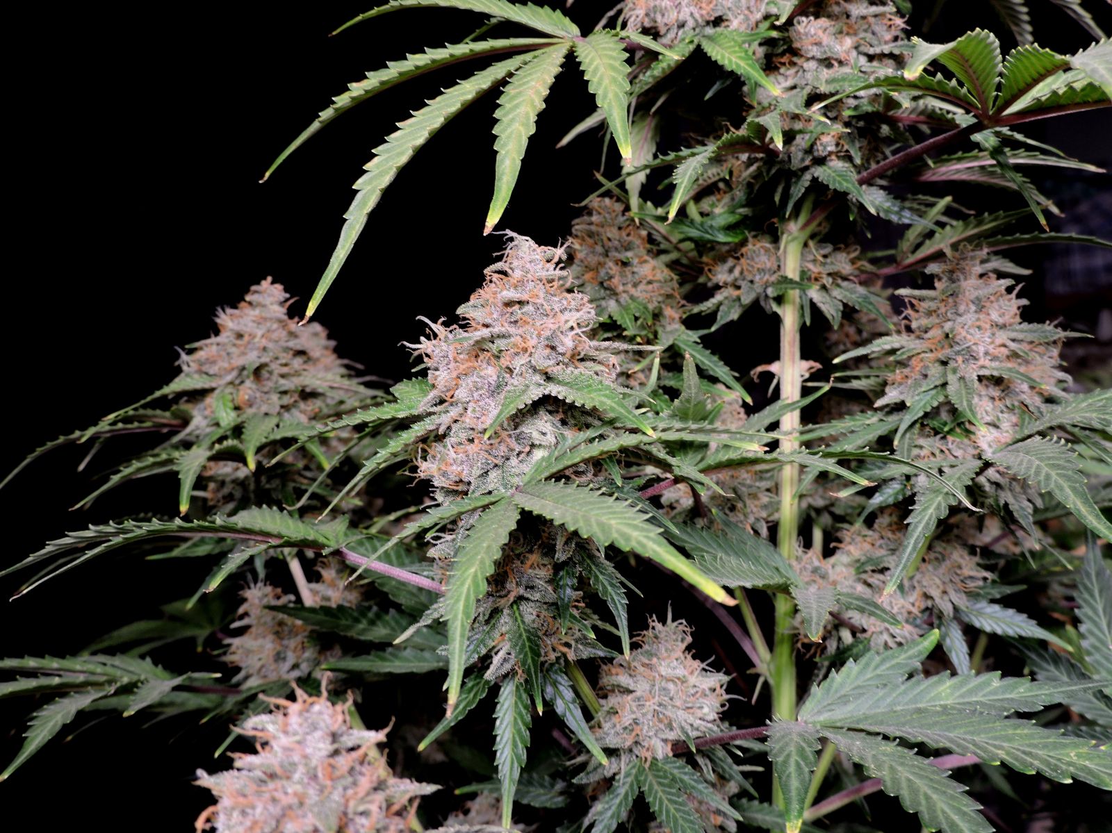 Buy Amnesia Zkittlez Auto Feminized Seeds by FastBuds in America - Image 3