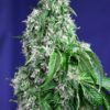 Buy Big Devil F1 FAST Version Feminized Seeds by Sweet Seeds in America