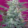Buy Big Foot Feminized Seeds by Sweet Seeds in America