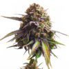 Biscotti Feminized Seeds