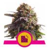 Biscotti Feminized Seeds