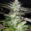 Buy Black Jack Feminized Seeds by Sweet Seeds in America