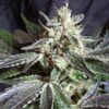 Buy Black Jack Feminized Seeds by Sweet Seeds in America - Image 2