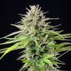 Buy Blue Cheese Feminized Seeds by Royal Queen Seeds in America - Image 2
