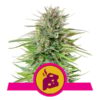 Buy Blue Cheese Feminized Seeds by Royal Queen Seeds in America