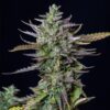 Buy Blue Cheese Automatic Feminized Seeds by Royal Queen Seeds in America - Image 2
