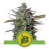 Buy Blue Cheese Automatic Feminized Seeds by Royal Queen Seeds in America