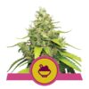 Buy Blue Gelato Feminized Seeds by Royal Queen Seeds in America