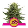 Buy Blue Mystic Feminized Seeds by Royal Queen Seeds in America