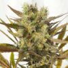 Buy Blue Mystic Feminized Seeds by Royal Queen Seeds in America - Image 2